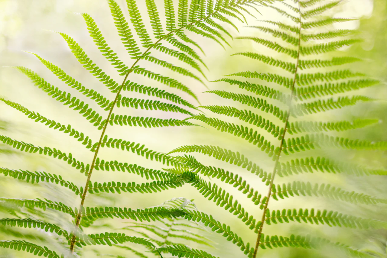 Polypodium Leucotomos (Fernblock) for Vitiligo: Evidence Review
