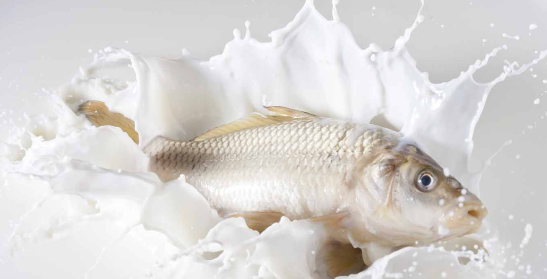 Does eating fish with milk cause vitiligo
